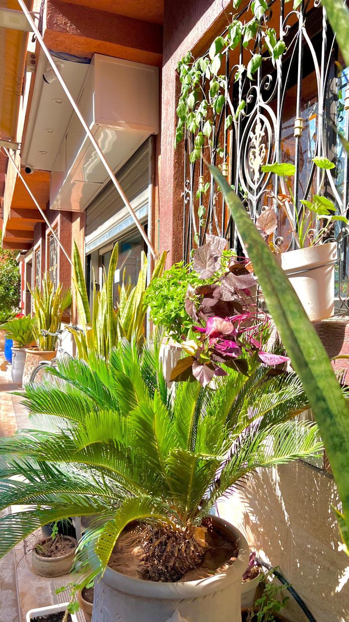 Cycas Family Aparts -Only Family Μαρακές Εξωτερικό φωτογραφία